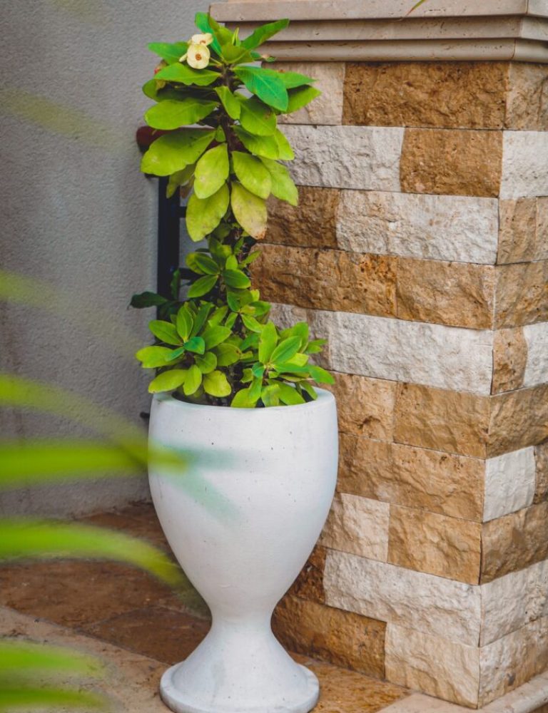 A white vase with plants in it near a wall.